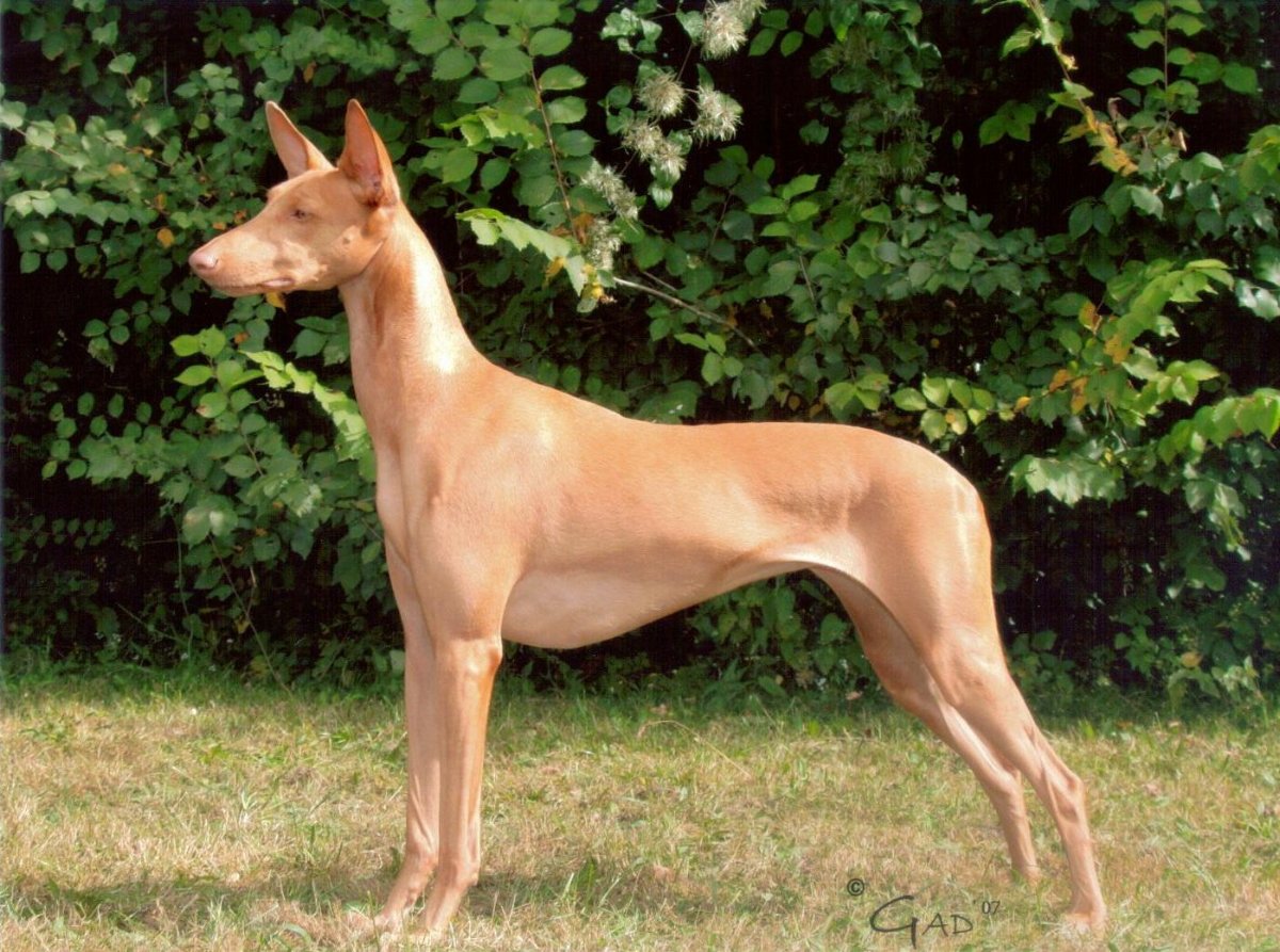 Phoebe, Best Opposite Sex on FCI European Sighthound Show