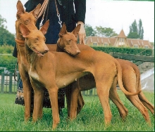 Three Friends, Sati, Texas and Kara