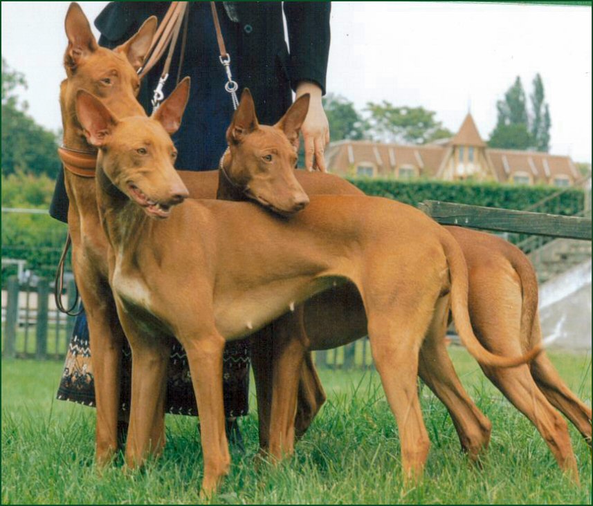 Three Friends, Sati, Texas and Kara