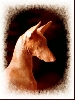 Photo of week-end 2.....Phoebe
