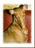 "PHOEBE", Plupp Daughter