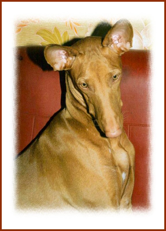 "PHOEBE", Plupp Daughter