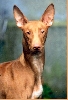 Multi Championne, Multi winner, Multi BIS SATI NEFERTARI OF THE NETHERLANDS