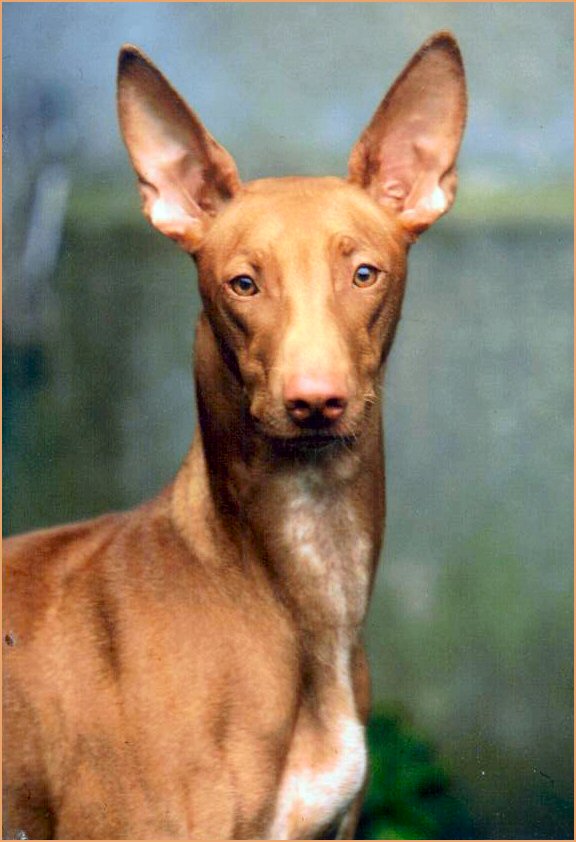Multi Championne, Multi winner, Multi BIS SATI NEFERTARI OF THE NETHERLANDS