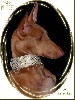 My new collar