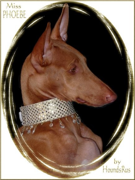 My new collar