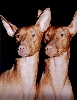 SATI and TEXAS