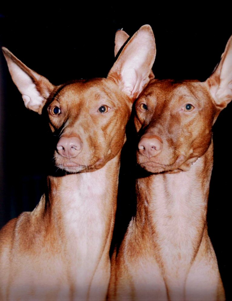 SATI and TEXAS