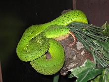 Viridovipera gumprechti