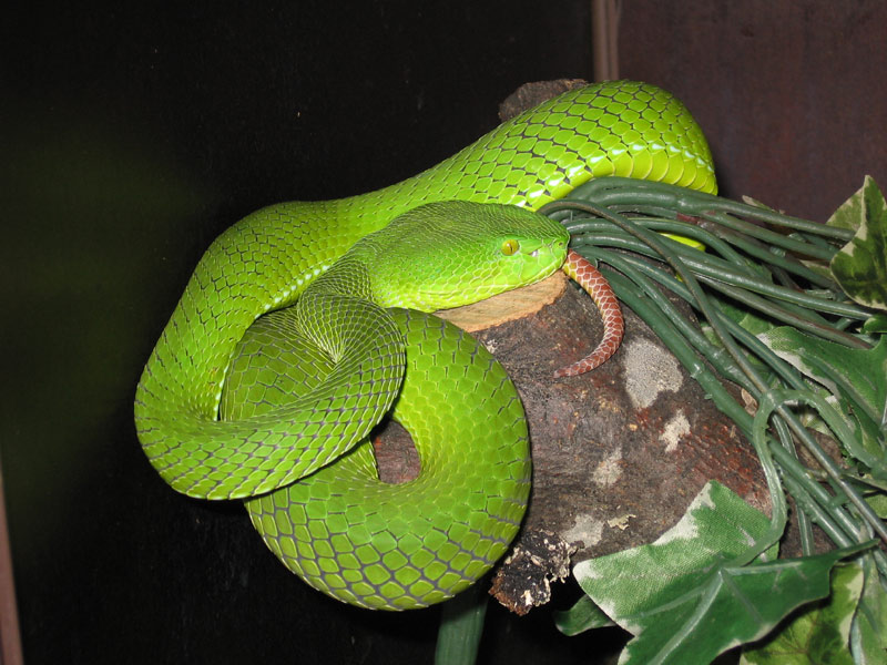 Viridovipera gumprechti