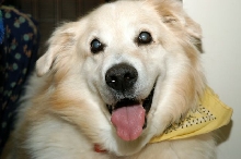 Quincy The Dog