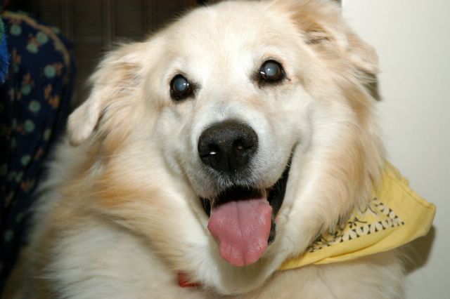 Quincy The Dog