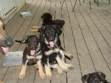 Cute puppies