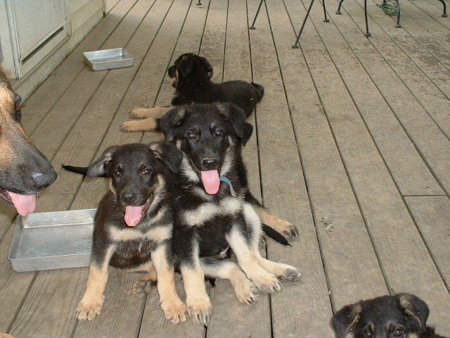 Cute puppies