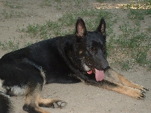 Toby