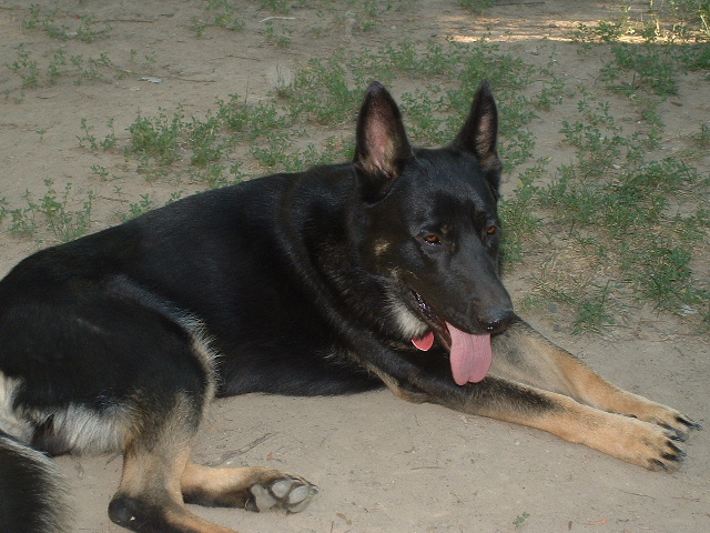 Toby