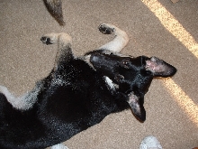 Whitney, one of Annie  and Toby's pups
