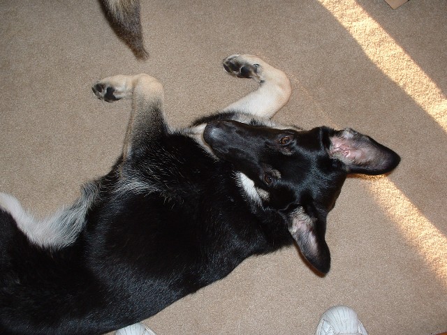 Whitney, one of Annie  and Toby's pups