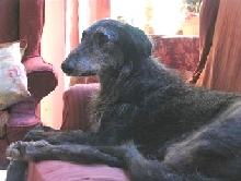 Raven 1999-2005