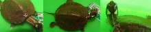 four-eyed turtle