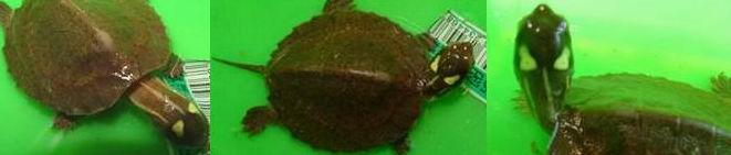 four-eyed turtle
