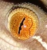 the eye of Gekko vittatus