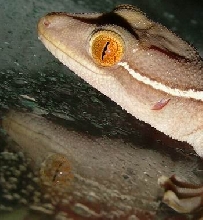 gecko head