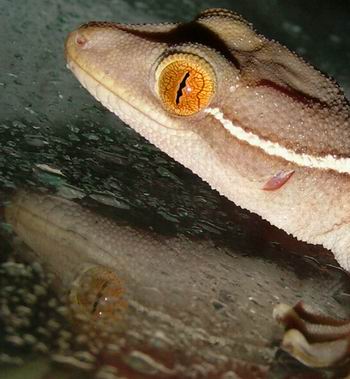 gecko head