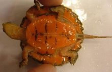 four-eyed turtle