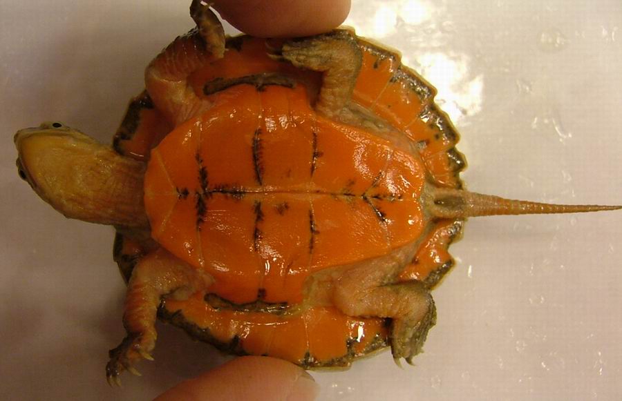 four-eyed turtle