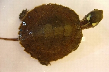 four-eyed turtle
