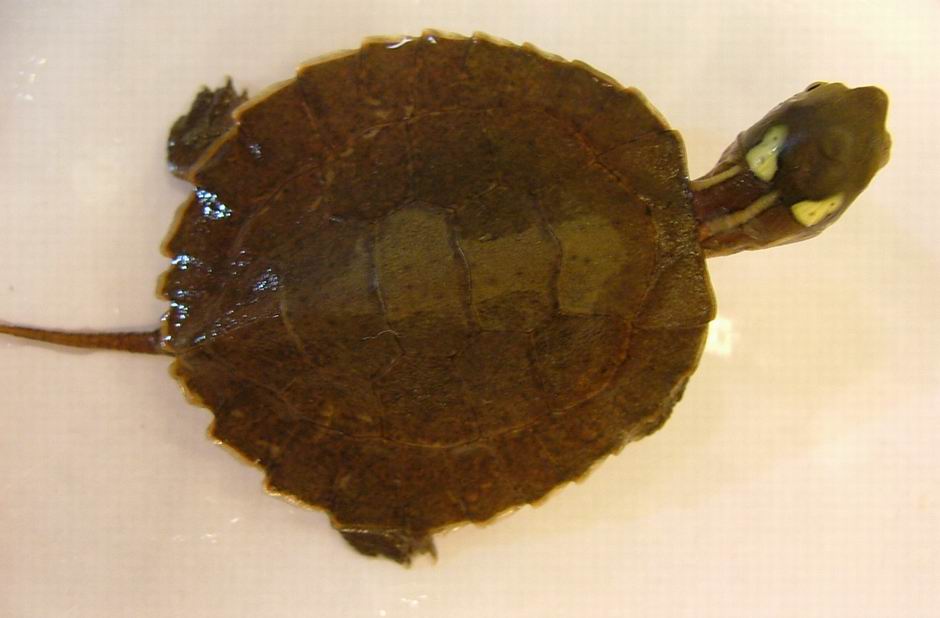 four-eyed turtle