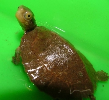 four-eyed turtle