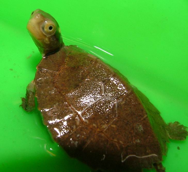 four-eyed turtle