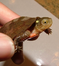 four-eyed turtle