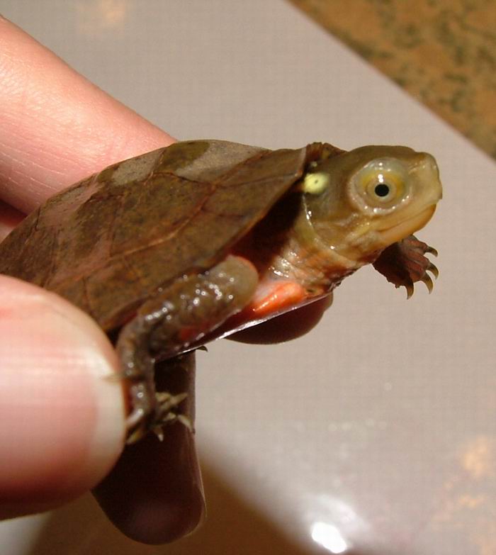four-eyed turtle