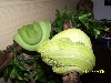 chondros