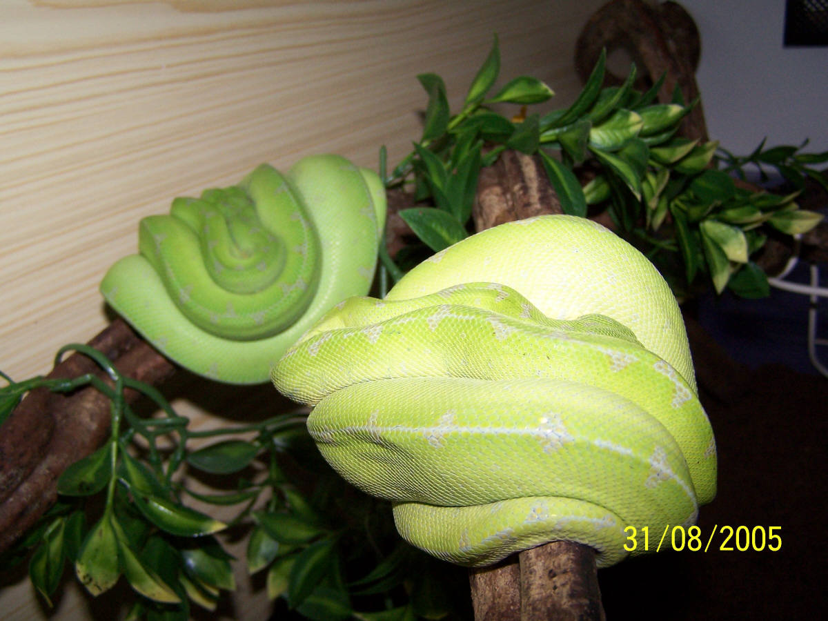 chondros