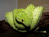 chondro 2