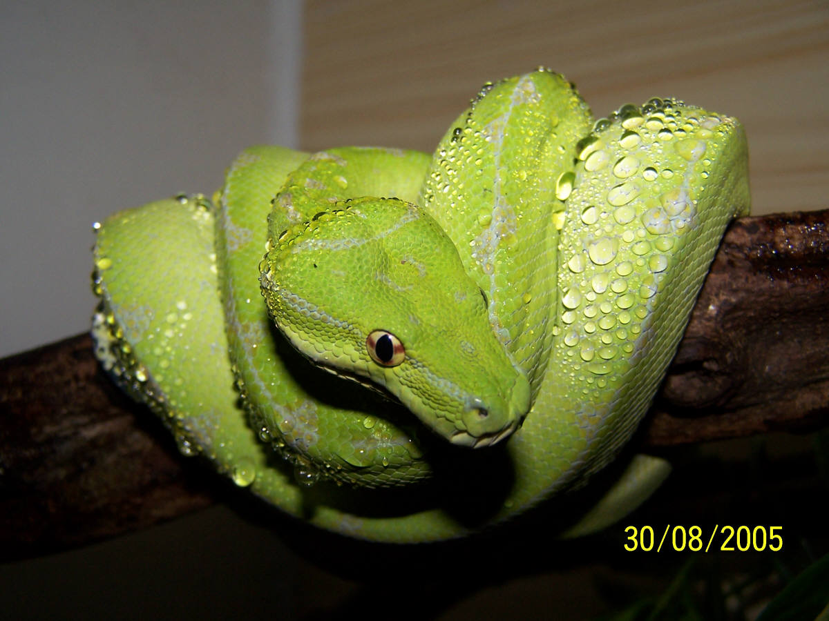 chondro 2