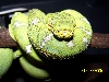 tree boa