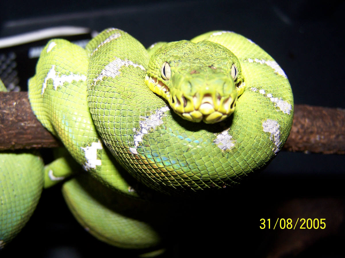 tree boa