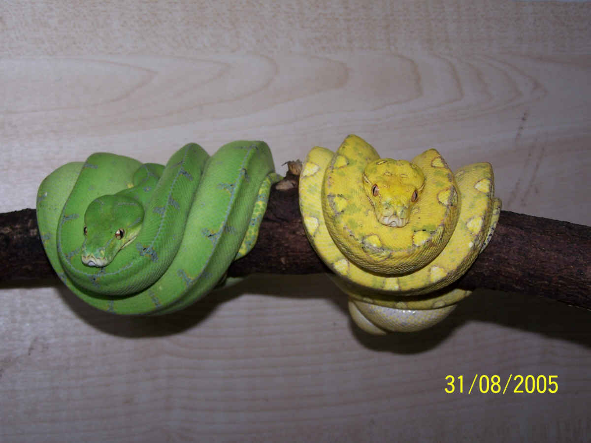 chondros