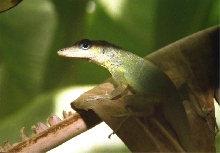 Barbados Anole (Anolis extremus)