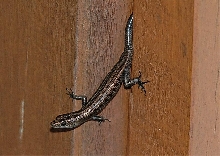 Blue-Tailed Skink (Emoia caeruleocauda)