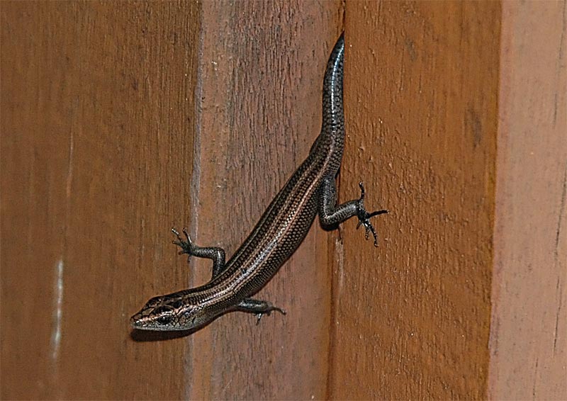 Blue-Tailed Skink (Emoia caeruleocauda)