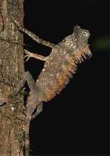 Borneo Anglehead Agamid (Gonocephalus bornensis) male