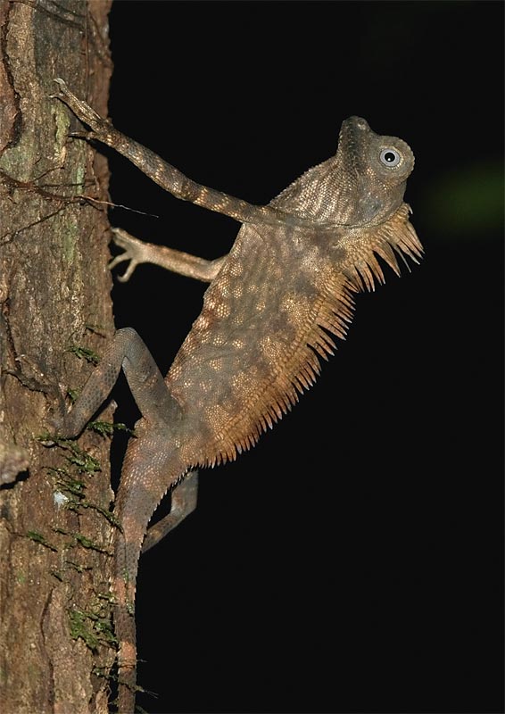 Borneo Anglehead Agamid (Gonocephalus bornensis) male