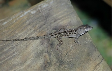 Brown Anole (Anolis sagrei)