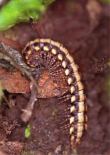 Python Millipede (Nyssodesmus python)